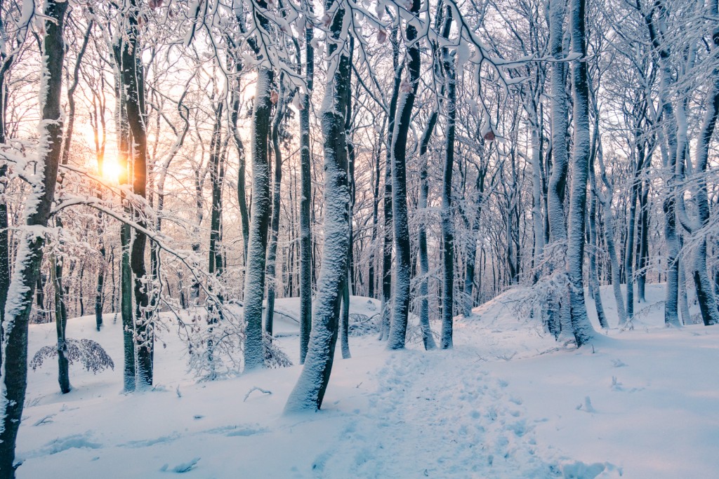 Winter am Keltenwall auf dem Dünsberg