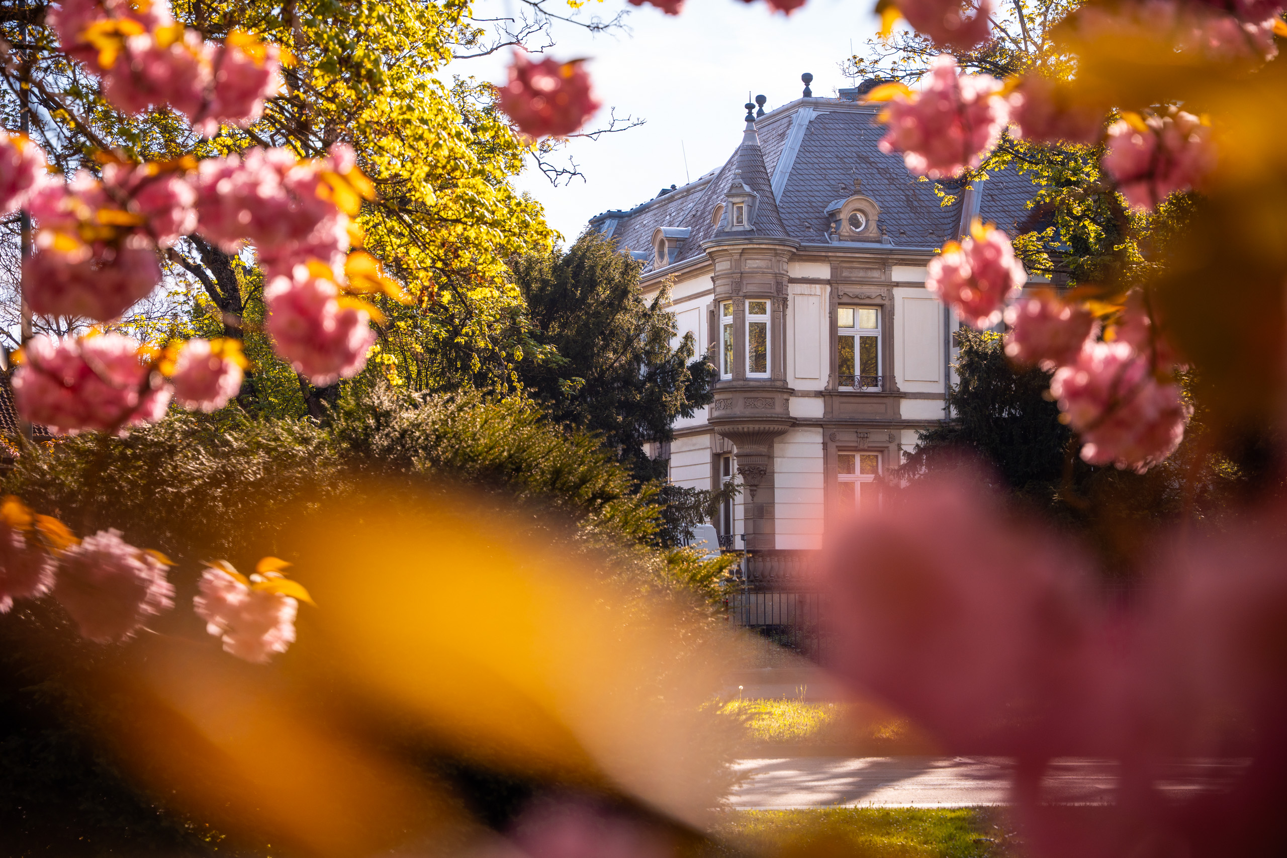 Die Villa Leutert in Gießen zur Kirschblüte