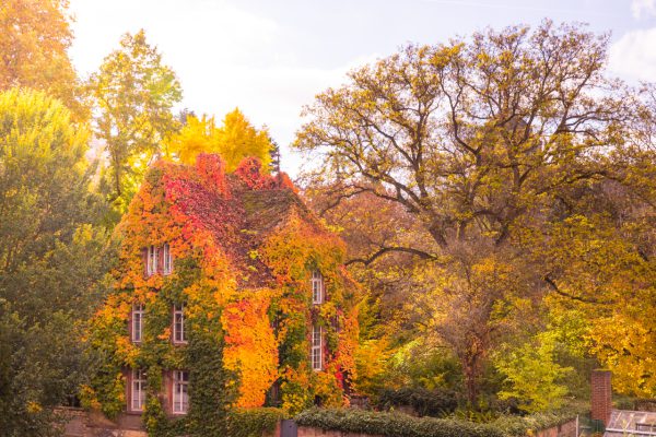 „Das "Grüne Haus" am Botanischen Garten im Herbst“