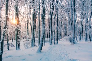 Winterwanderung am Dünsberg