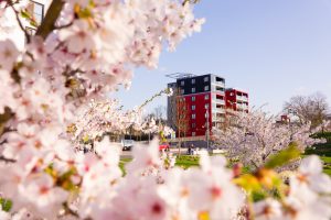 Kirschblüte an der Lahn mit dem Lahntower im Hintergrund