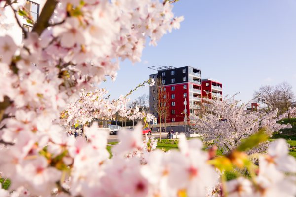 Kirschblüte an der Lahn mit dem Lahntower im Hintergrund