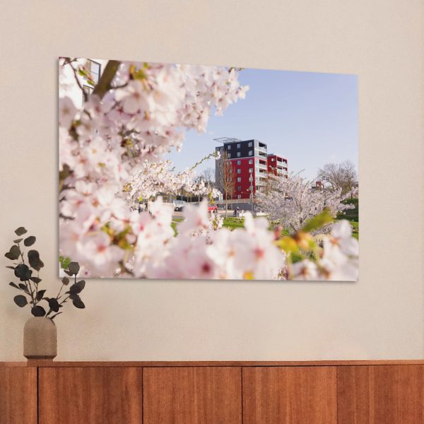 Kirschblüte an der Lahn mit dem Lahntower im Hintergrund