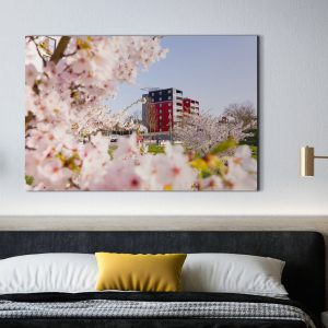 Kirschblüte an der Lahn mit dem Lahntower im Hintergrund
