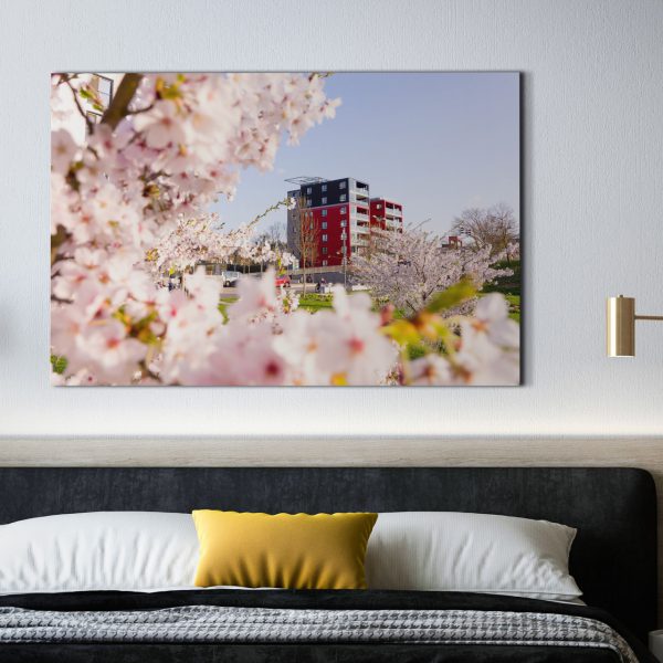 Kirschblüte an der Lahn mit dem Lahntower im Hintergrund
