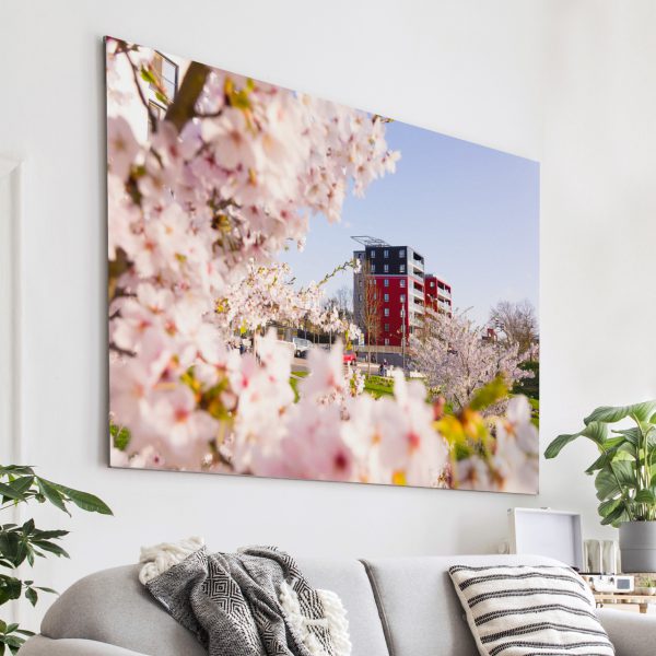Kirschblüte an der Lahn mit dem Lahntower im Hintergrund