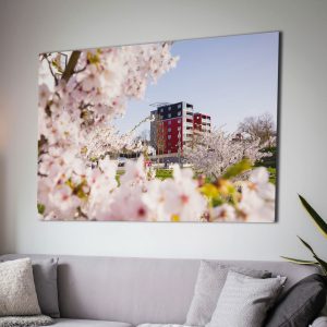 Kirschblüte an der Lahn mit dem Lahntower im Hintergrund