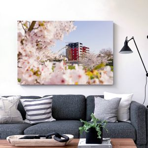 Kirschblüte an der Lahn mit dem Lahntower im Hintergrund
