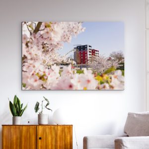 Kirschblüte an der Lahn mit dem Lahntower im Hintergrund