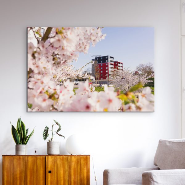 Kirschblüte an der Lahn mit dem Lahntower im Hintergrund