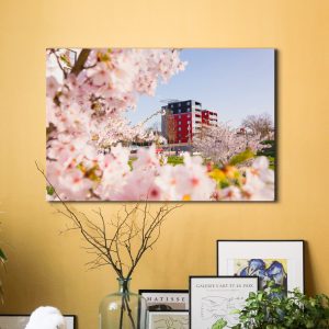 Kirschblüte an der Lahn mit dem Lahntower im Hintergrund