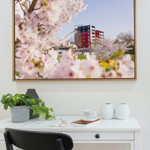 Kirschblüte an der Lahn mit dem Lahntower im Hintergrund