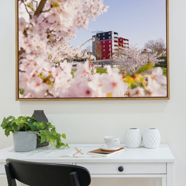 Kirschblüte an der Lahn mit dem Lahntower im Hintergrund
