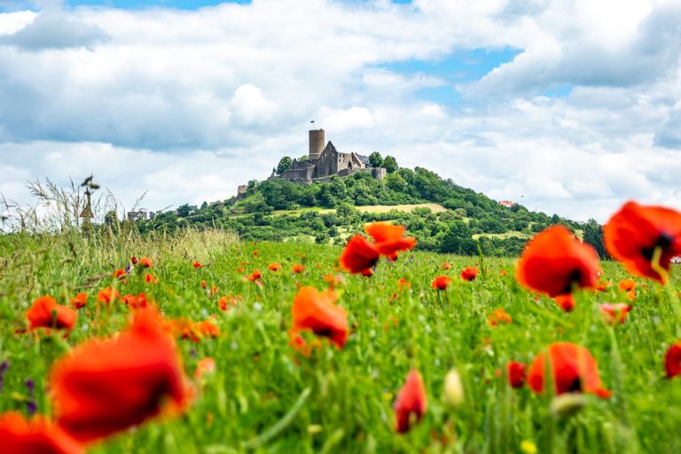 Die Burg Gleiberg im Mohnblumenmeer