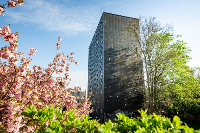 Kirschblüte an der alten Universitätsbibliothek